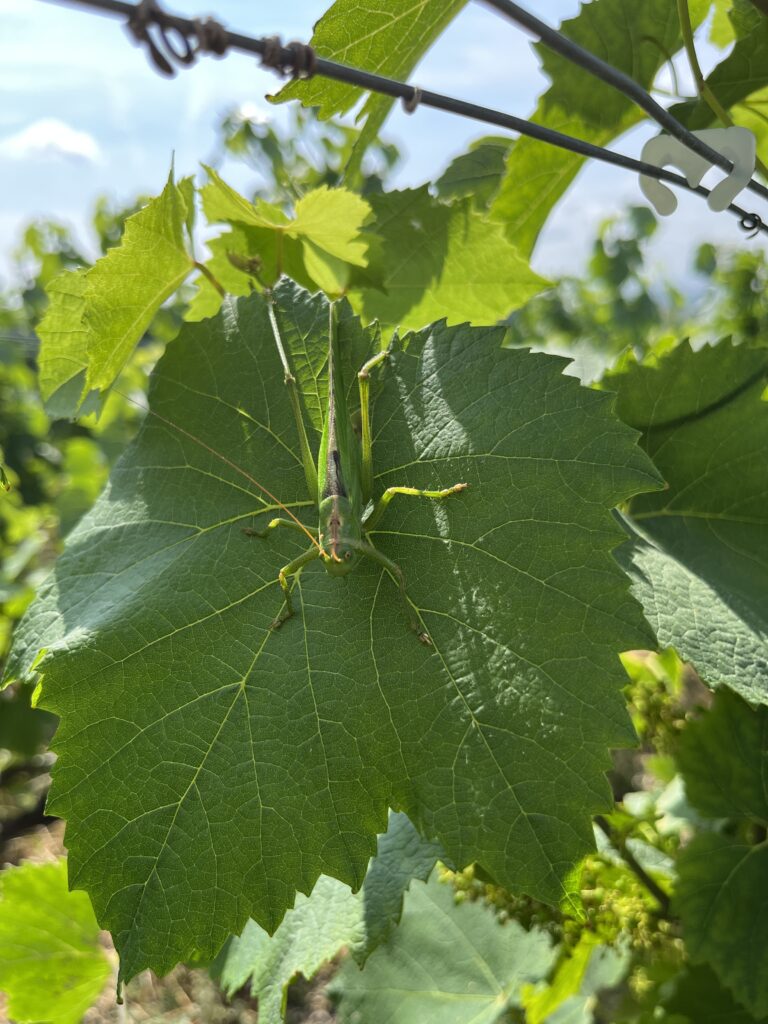 Terr'api® - Relevé biodiversité